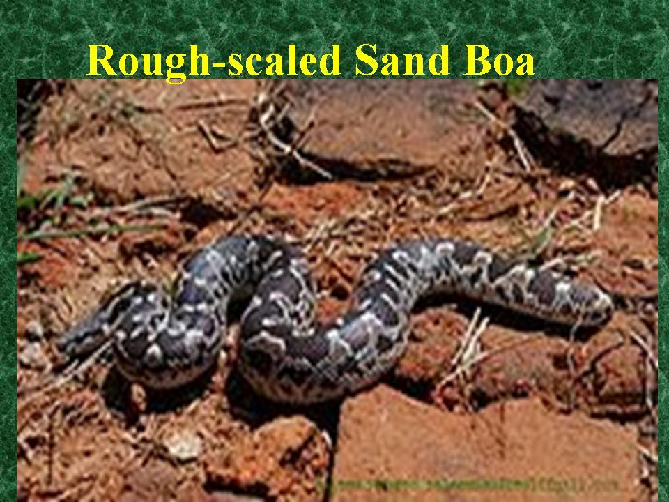 Spreebird wildlife Snakes of Pakistan