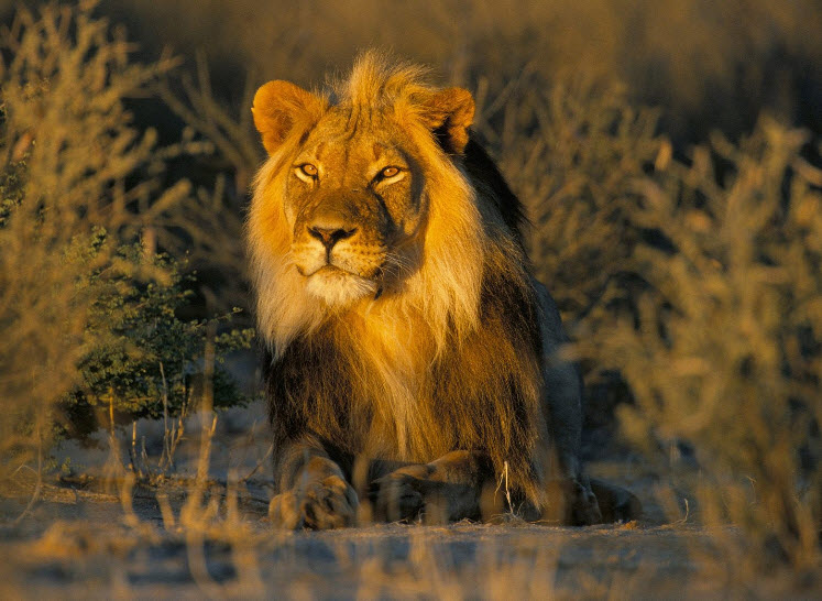 Animal You: Asiatic Lion