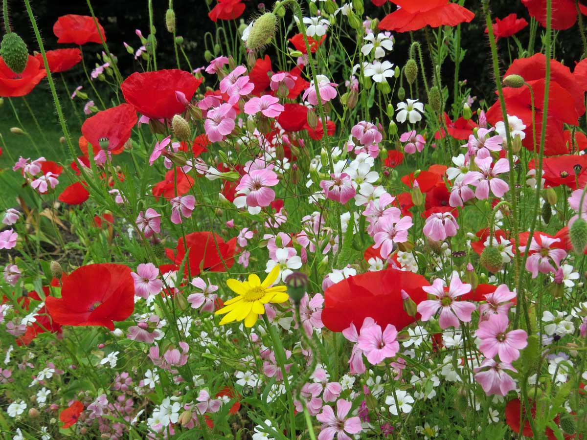 Frieda Oxenham Wild Flower Medley