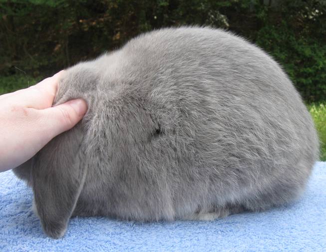 Agouti Doe