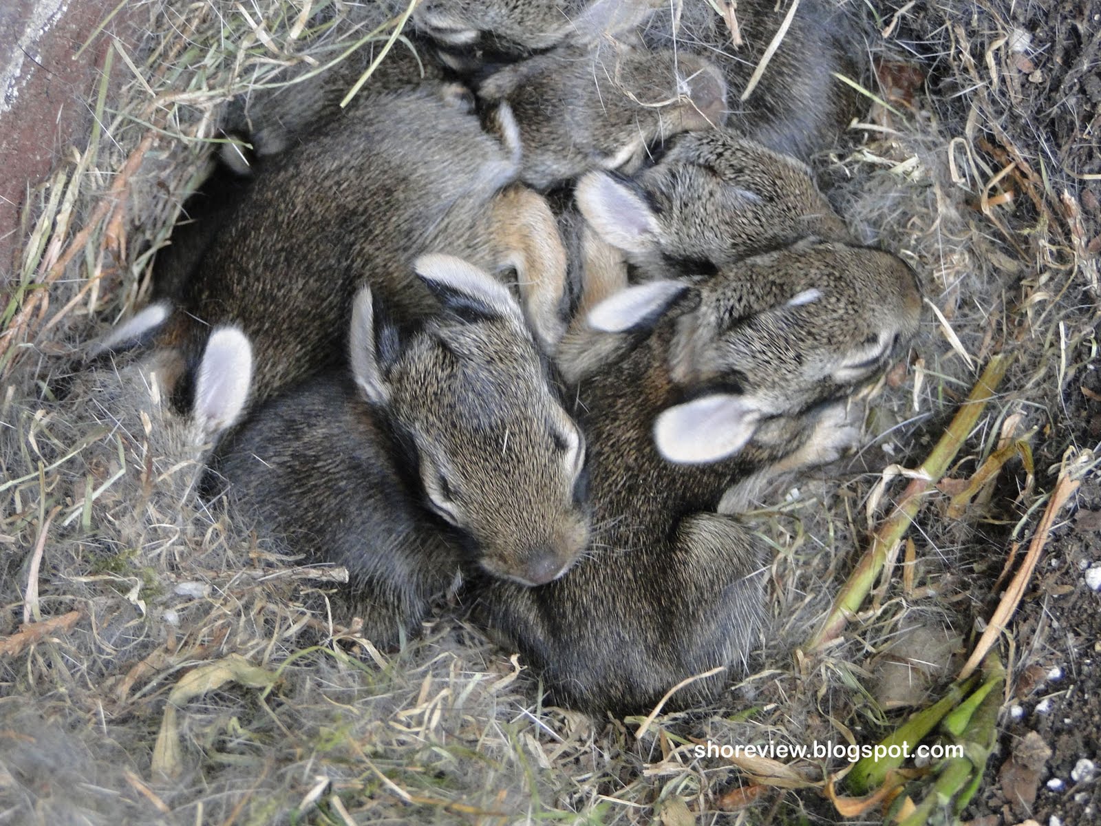 Shoreview News: Baby Rabbits: Day 5