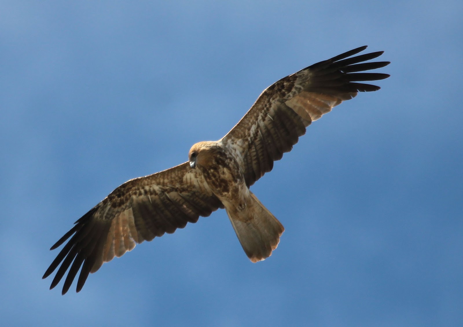 Richard Waring's Birds of Australia Kites around the backyard bird