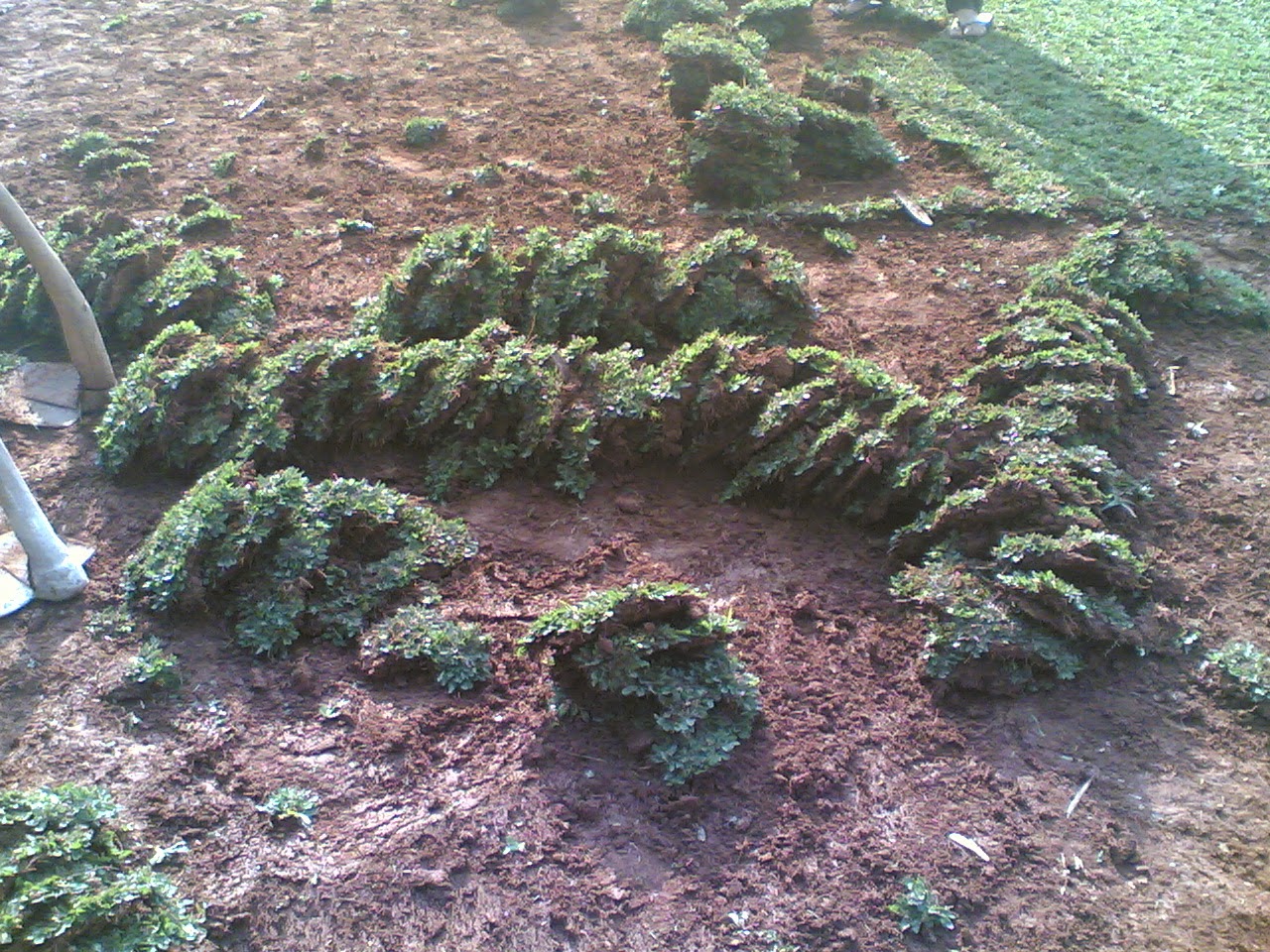 TUKANG RUMPUT GAJAH MINI | SUPLIER TANAMAN RUMPUT | DESAIN TAMAN | JASA TUKANG TAMAN TUKANG RUMPUT GAJAH MINI | SUPLIER TANAMAN RUMPUT | DESAIN TAMAN | JASA TUKANG TAMAN