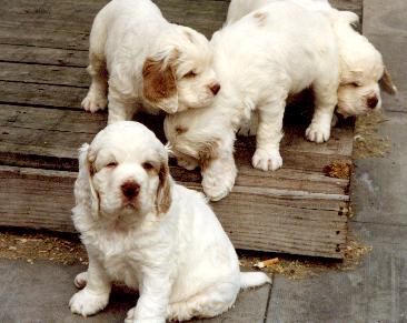 คนรักหมา คู่มือการเลี้ยงหมาและการฝึกสุนัขเบื้องต้น: สุนัขพันธุ์คัมเบอร์ สเปเนี่ยน  (Clumber Spaniel)