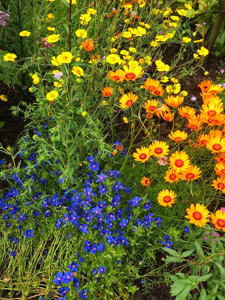 Linda Cochran's Garden: Orange Is The New White aka Ursinia Anthemoides