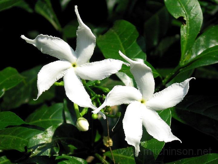 White Flowers White Flowers