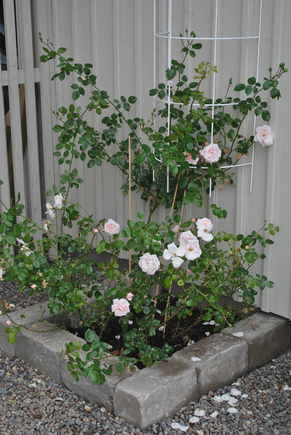 Min rosendröm: juli 2012