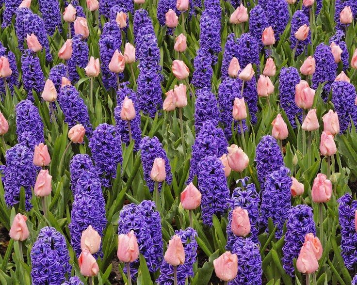 Locksley Lane Tulips, Hyacinths And Easter