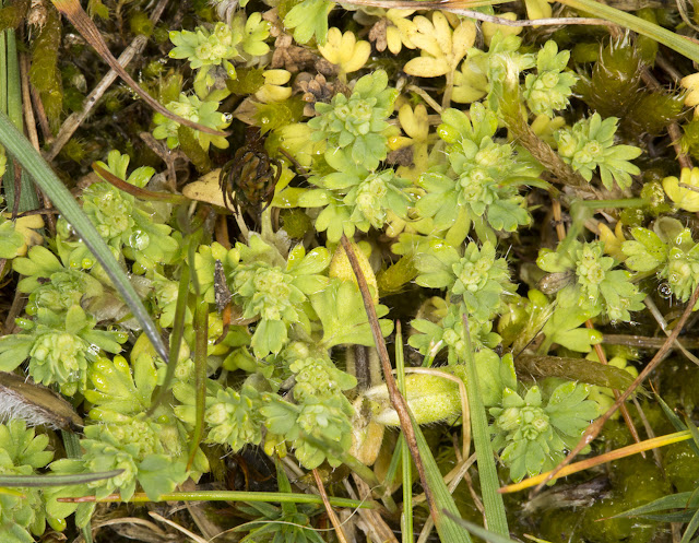 Slender Parsley-piert, Aphanes australis. Joyden's Wood, 27 April 2015 Slender Parsley-piert, Aphanes australis. Joyden's Wood, 27 April 2015