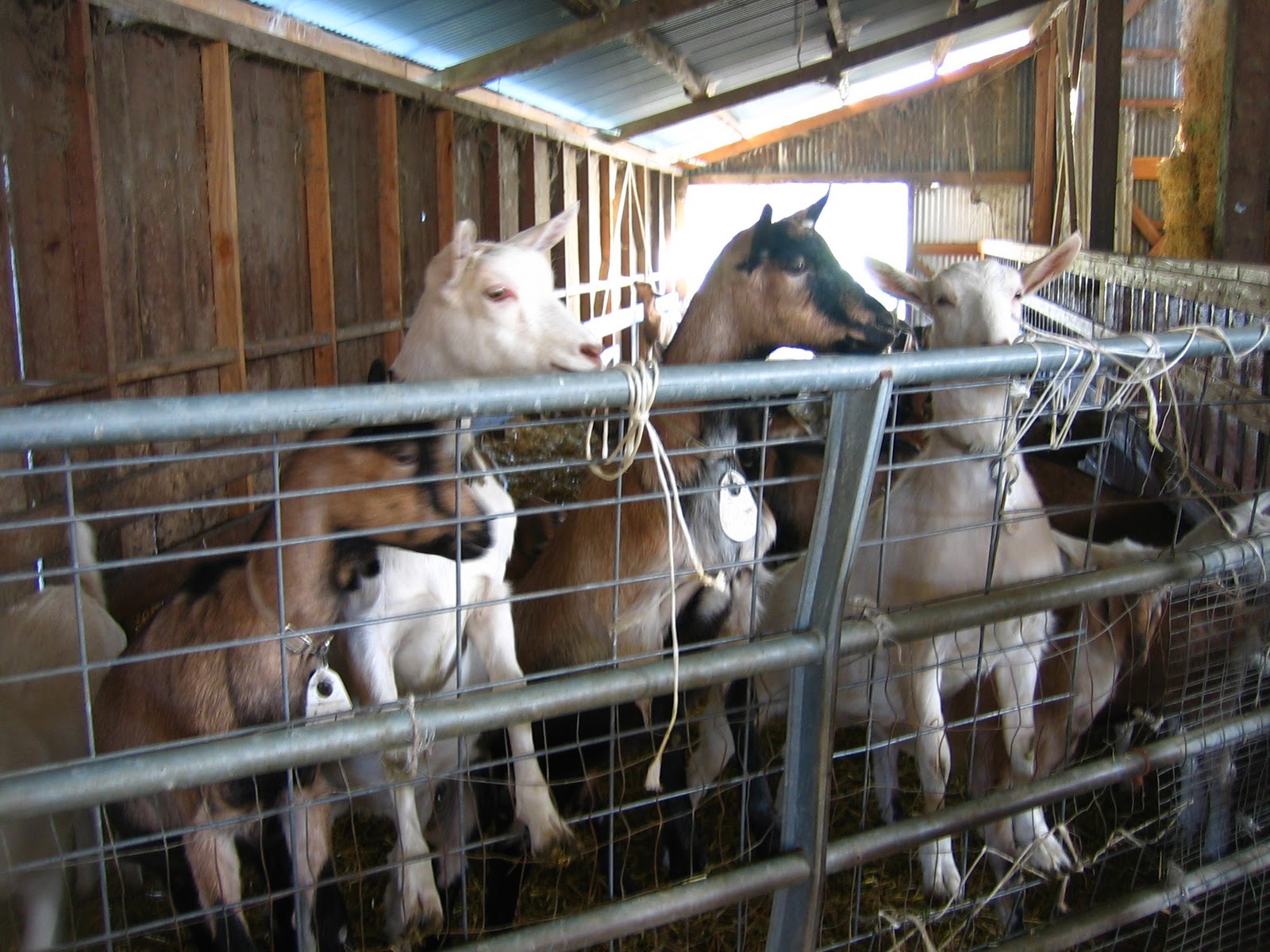 The view from a Northern California goat dairy