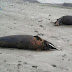 Hallan animales marinos muertos en playas de Santiago de Cao y Huanchaco