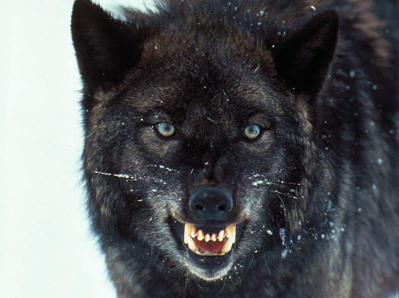 Black She Wolf
