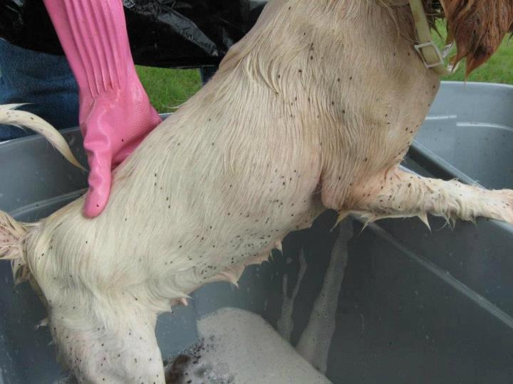 Save a Life Animal Rescue Brought to you because of