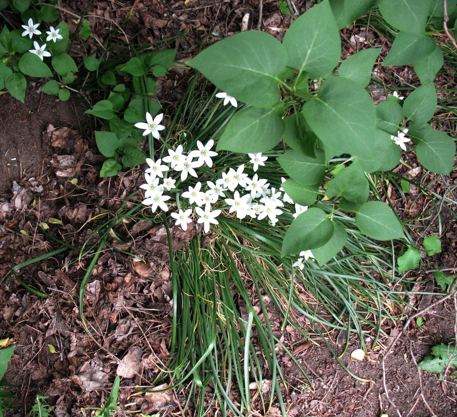My Prayer Garden My Flourishing Back Yard