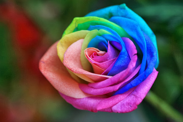 Beautiful Rainbow Flowers Wallpapers Free Download