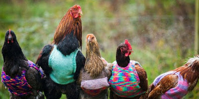 Wanita Ini Merajut Baju Untuk Menghangatkan Ayam Ternaknya Wanita Ini Merajut Baju Untuk Menghangatkan Ayam Ternaknya