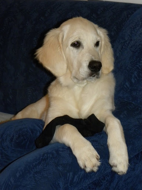 Golden Retriever socks