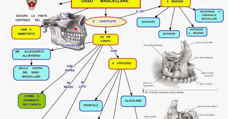 Mappa concettuale Osso Mascellare