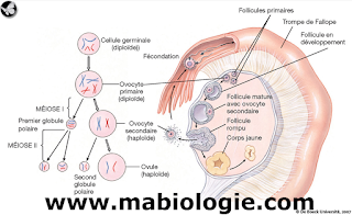 Ovogenèse Et Cycle Menstruel