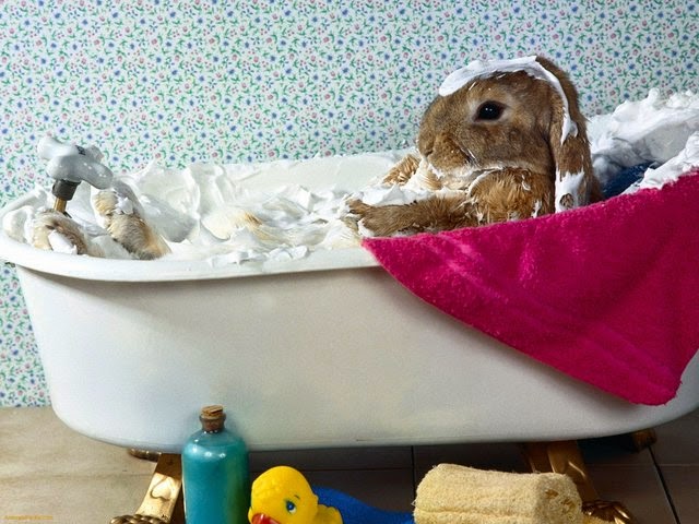 mag je konijnen wassen mag je konijnen wassen