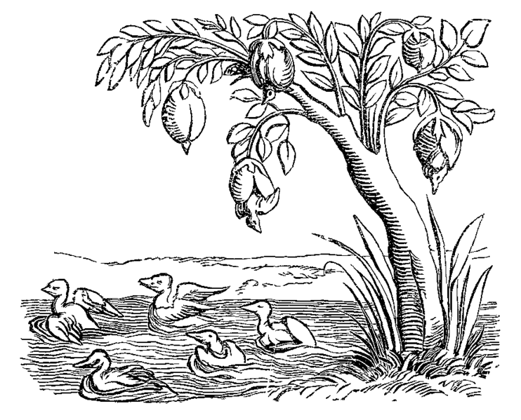 Live Oak Coloring Page Live Oak Coloring Page