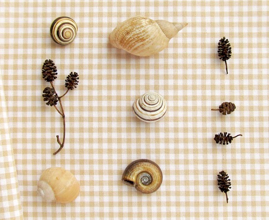 Ракушки и шишки фото, shells
