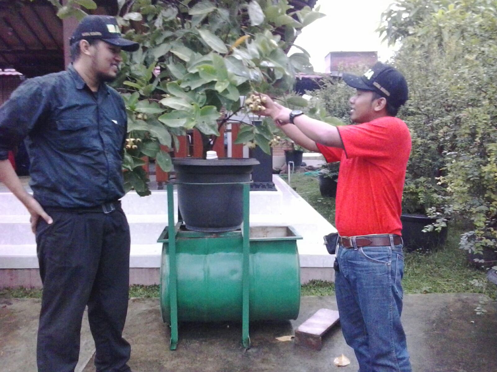 cara buat pupuk organik perangsang buah pupuk organik cara buat pupuk organik perangsang buah pupuk organik
