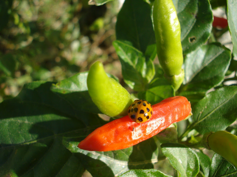 deJardim Capsicum annuum L Imagem Canguçu RS Brasil deJardim Capsicum annuum L Imagem Canguçu RS Brasil