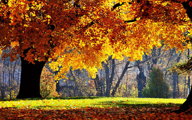 xs wallpapers hd beautiful autumn