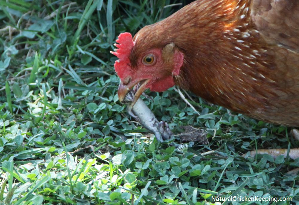 Natural Chicken Keeping How to Eat a Lizard
