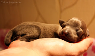 Italian Greyhound puppies