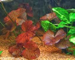 Indah Nya Aquascape Keunikan Tanaman Tiger Lotus