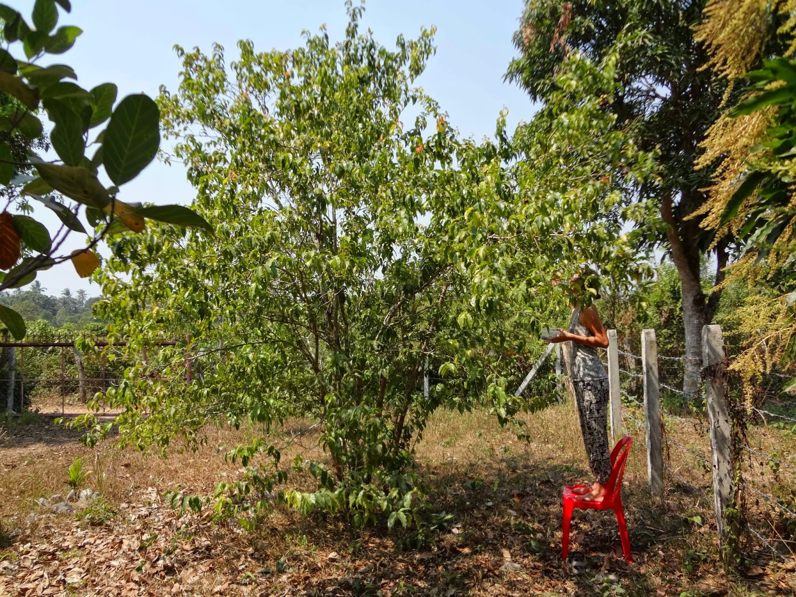 mustard seed tree facts