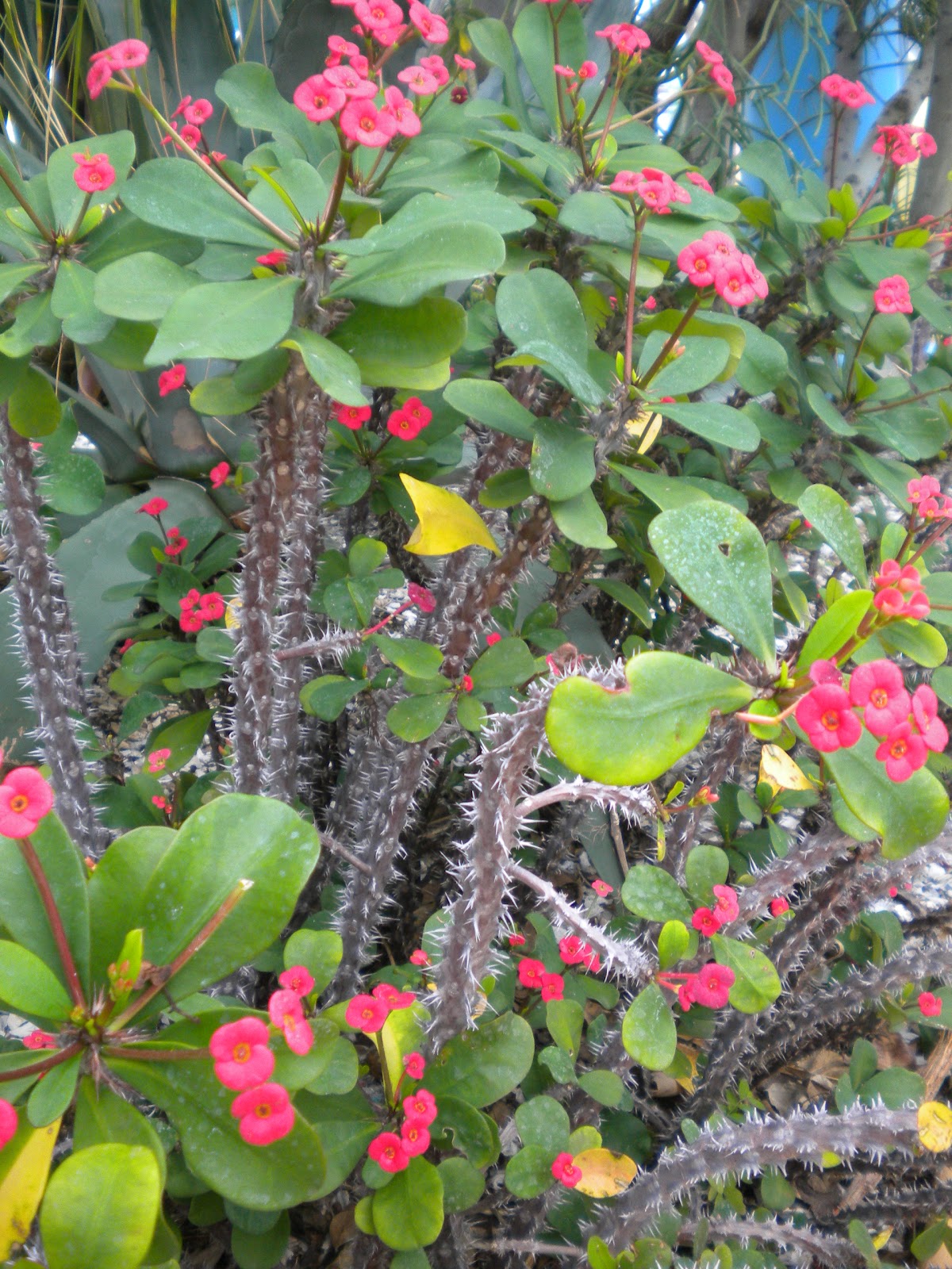 Rosemary�s Sampler Crown of Thorns