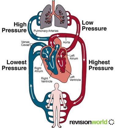 Kid Video Of Heart Pumping Kid Video Of Heart Pumping