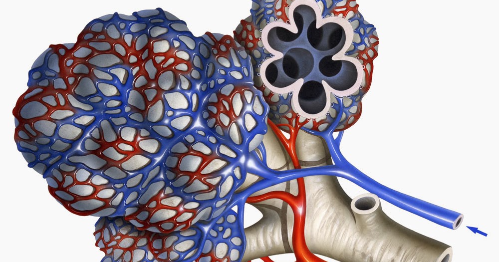 Biology Diagrams,Images,Pictures of Human anatomy and physiology : Alveolus