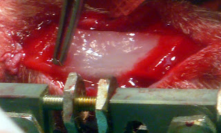 aplicacion de proteinas morfogeneticas para favorecer la osteosintesis, medicina bioregenerativa