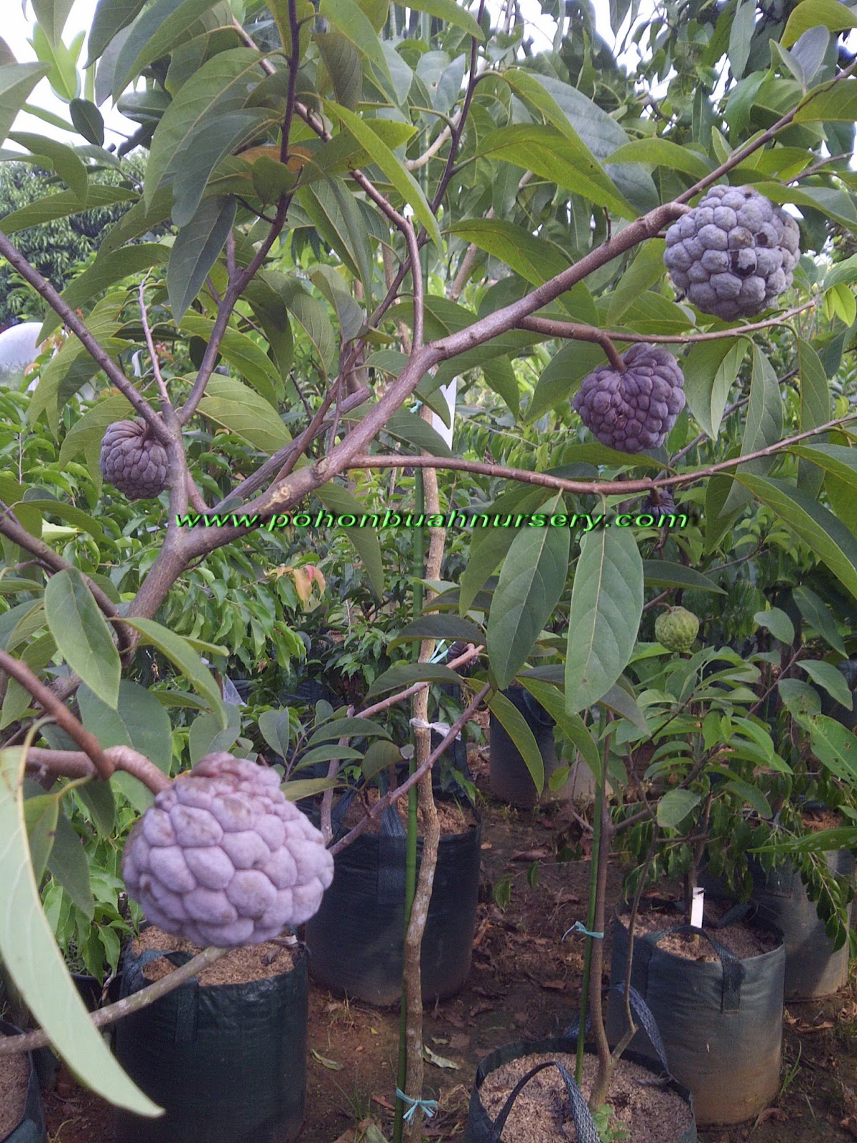 PBN Srikaya Merah