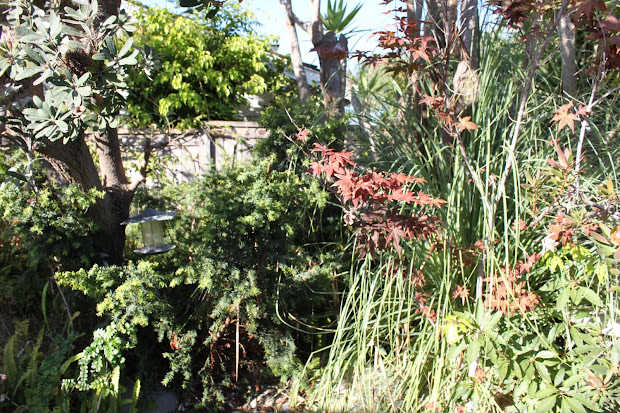 mid-century modern drought tolerant