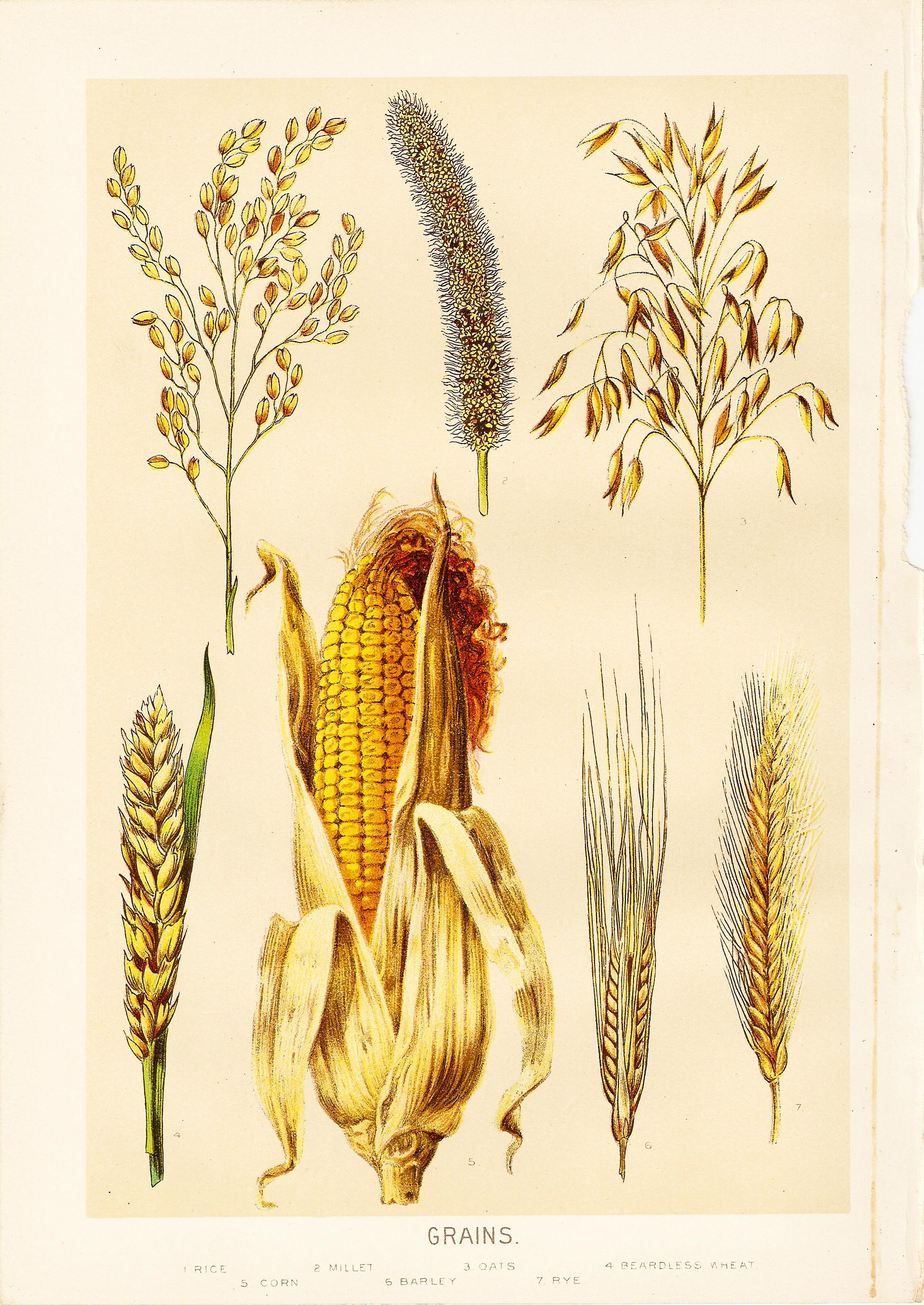 Fall+Corn+Stalk+Clip+Art Free Vintage Clip Art - 1903 Grains Chromolithograph Cornstalk