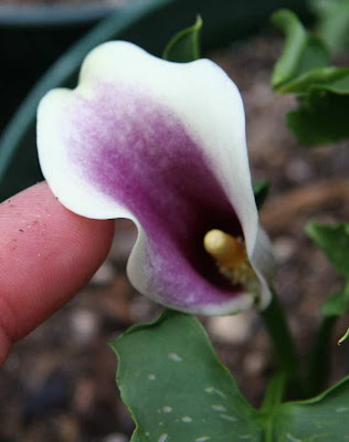 Calla Vermeer