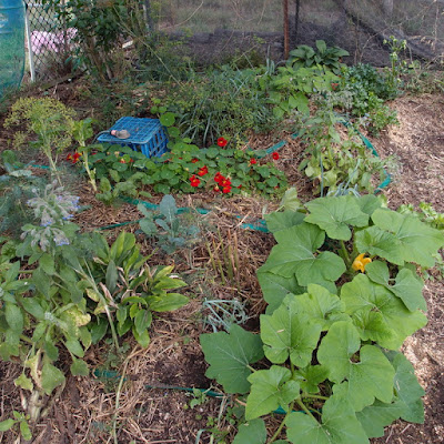 eight acres: garden and herb posts on the blog in 2015