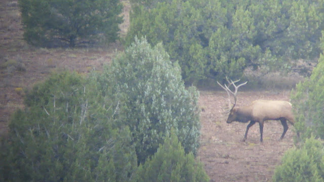 Dan+Troy+Arizona+Archery+Bull+Elk+with+Colburn+and+Scott+Outfitters+Guides+Darr+Colburn+and+Janis+Putelis+Live+Pic+6.bmp