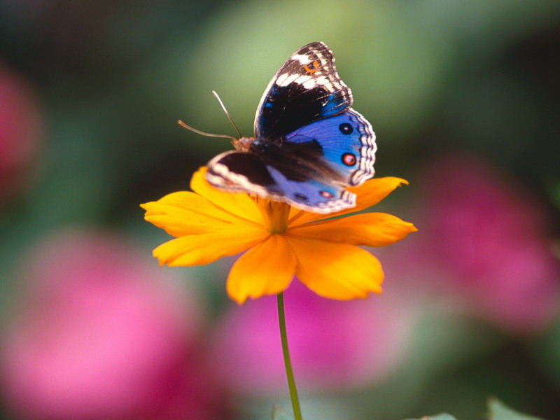 Free Wallpapers Small And Cute Butterflies HD Wallpapers