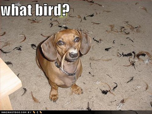 dog+bird.jpg