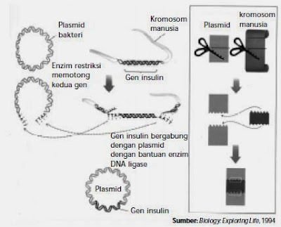 Pemanfaatan Bioteknologi Modern di Berbagai Bidang Kehidupan Telah dijelaskan pada postingan sebelumnya bahwa salah satu ciri dalam bioteknologi mode Pemanfaatan Bioteknologi Modern di Berbagai Bidang Kehidupan