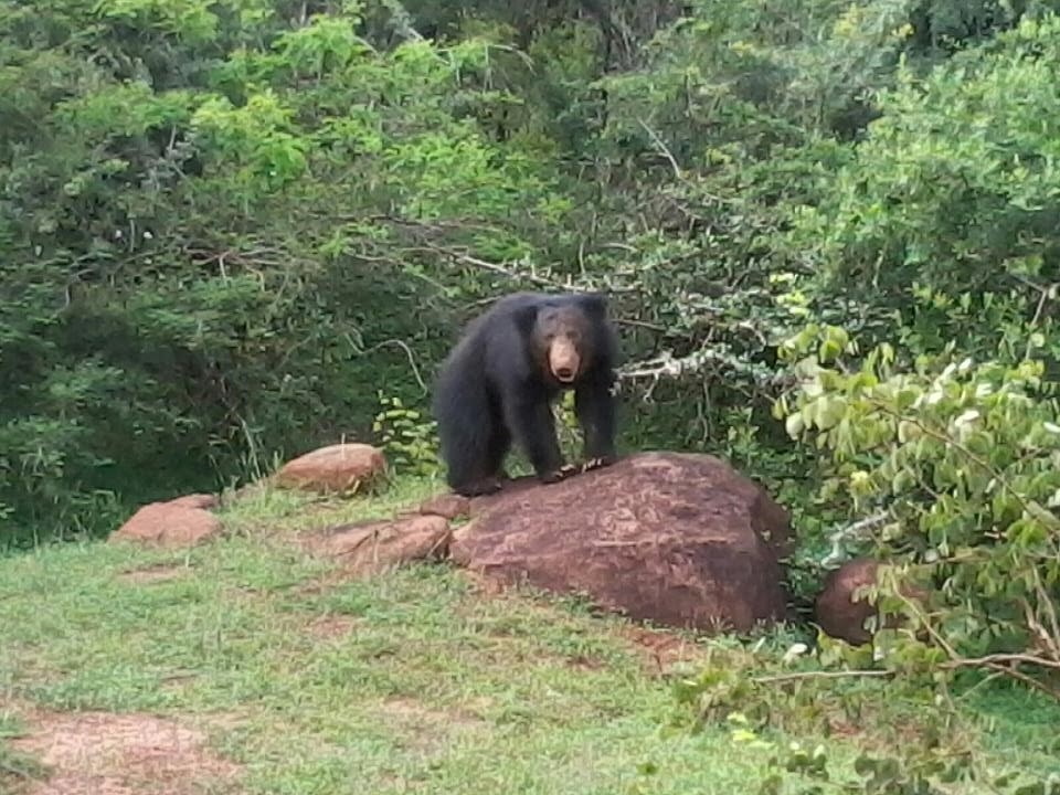 Safari Sri Lanka Sri Lankan Sloth Bear Endangered Specie in Sri Lanka