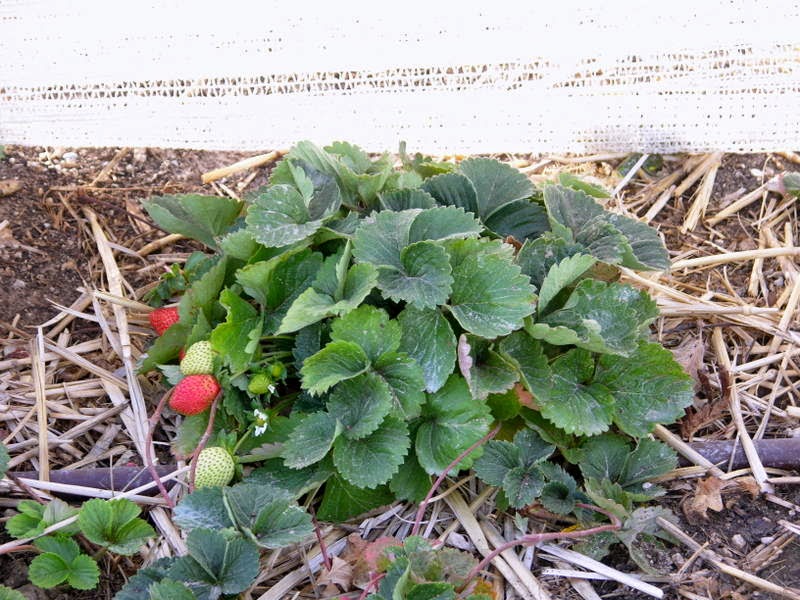 Xtremehorticulture of the Desert My Strawberries Produce