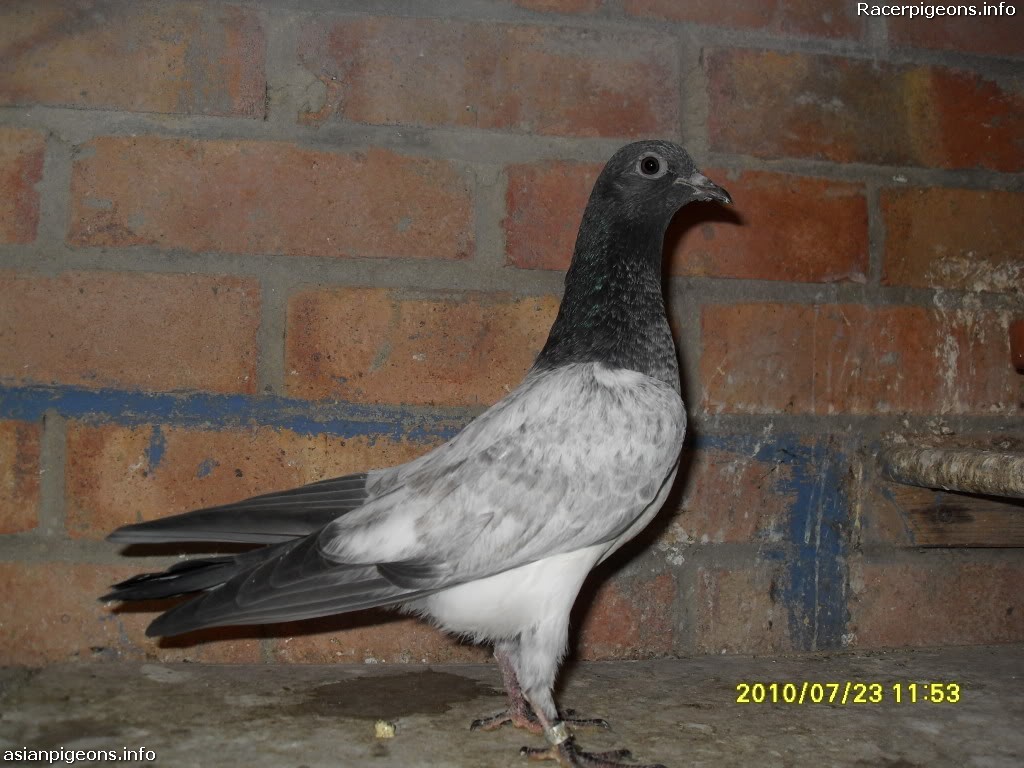 High+Fly+Pigeons pakistani high flying pigeons List of pigeon breeds indian pigeons for ...