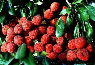 lychee health benefits of lychee